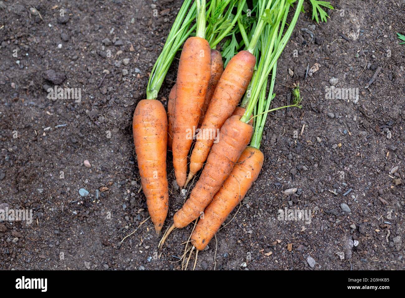 Carrots 'Resistafly' freshly harvested from a vegetable plot.  England, UK. Stock Photo