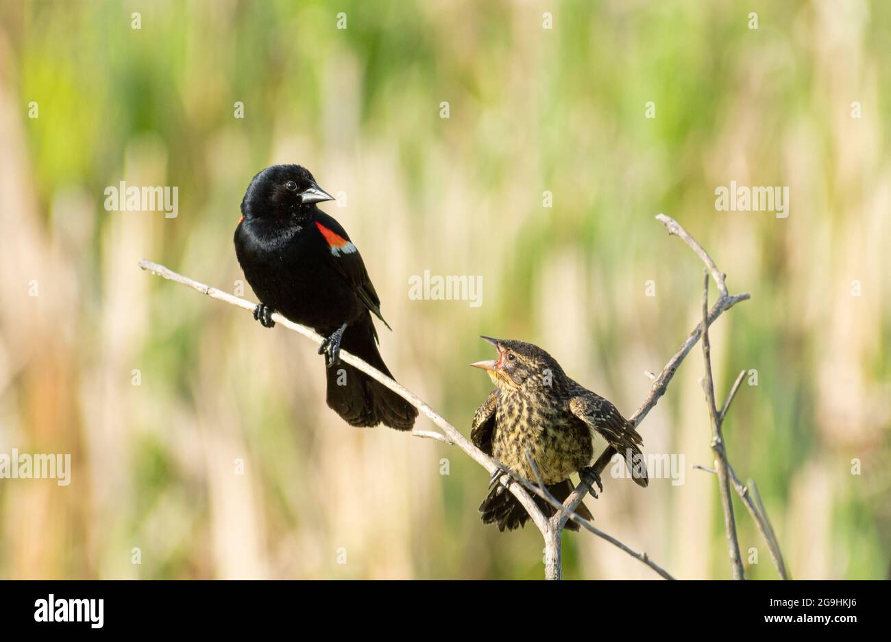 A fledgling red-winged blackbird, Agelaius phoeniceus, begging for food from its male parent, central Alberta, Canada. Stock Photo