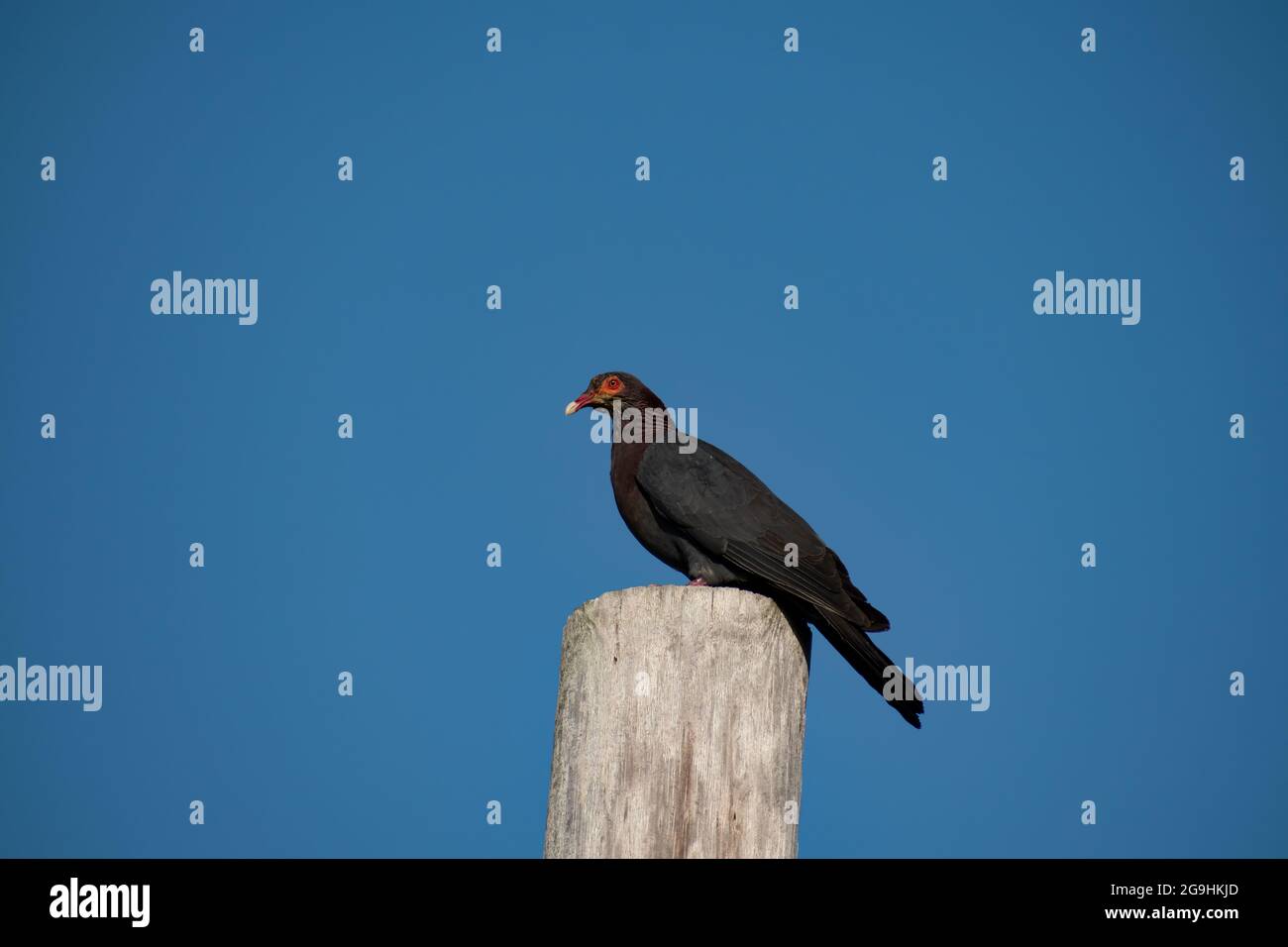 Dark necked hi-res stock photography and images - Alamy