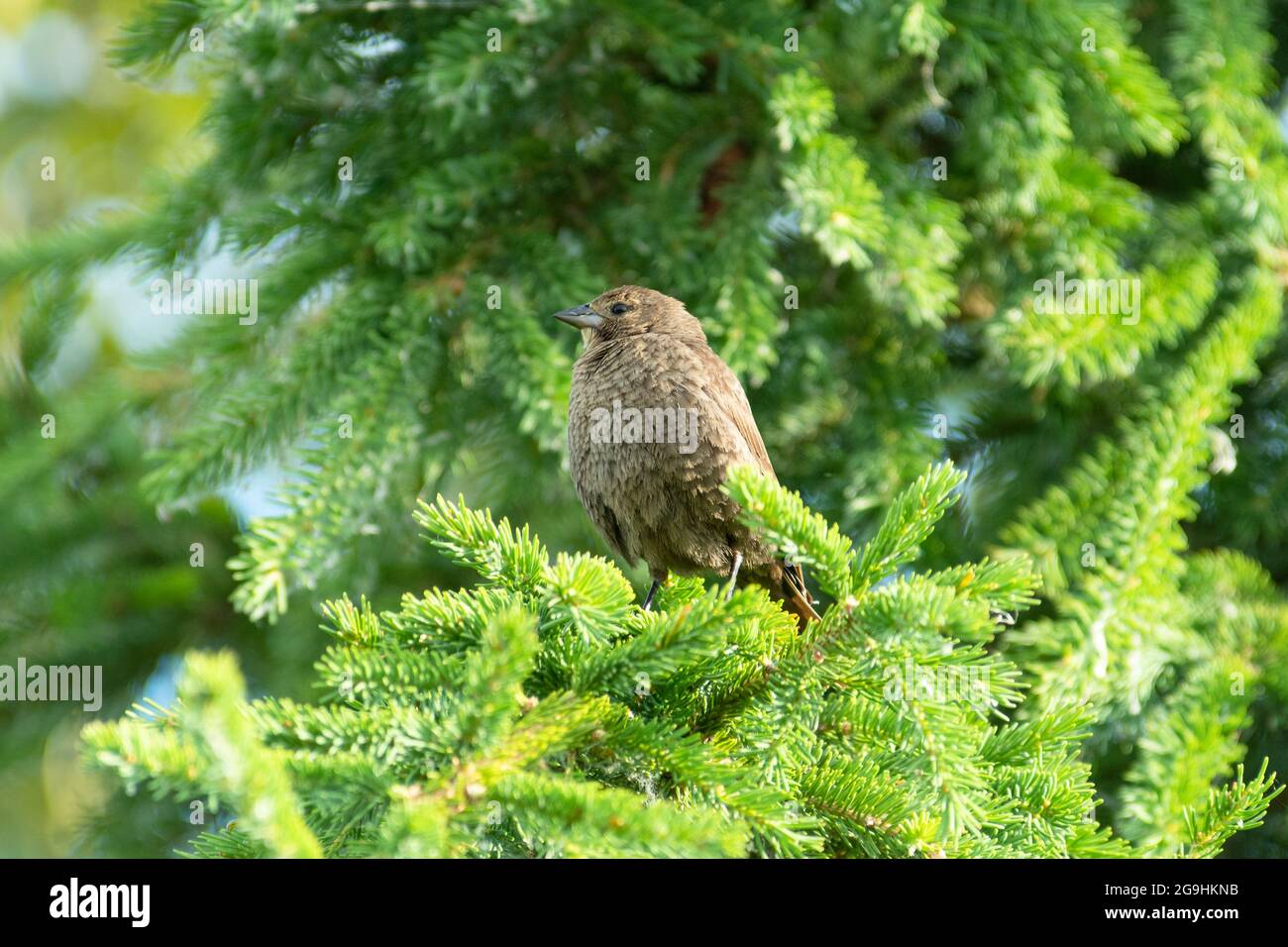 A juvenile brown-headed cowbird, Molothrus ater, perched in a spruce tree adjacent to a marsh in central Alberta, Canada. Stock Photo