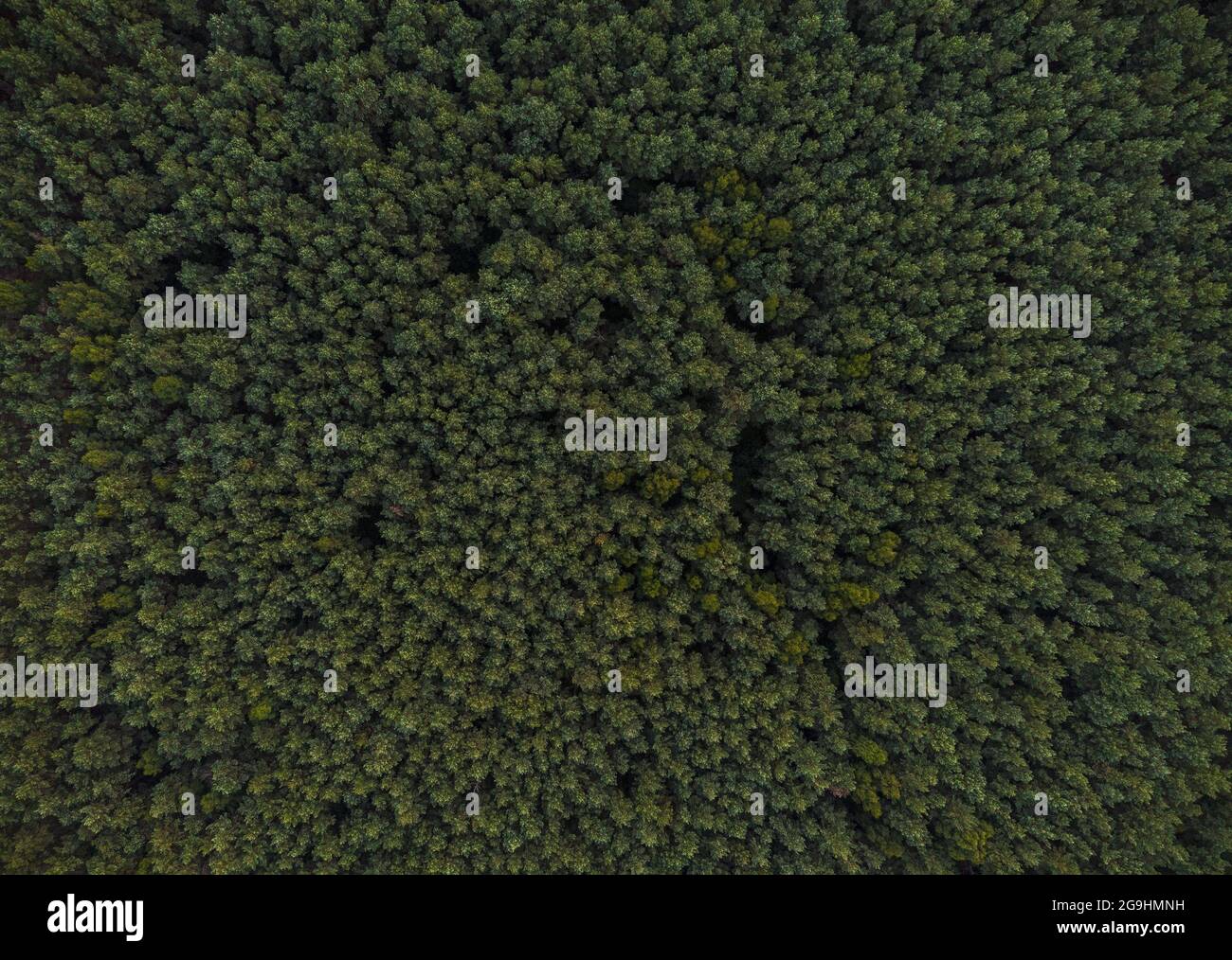 Aerial view of dense forests with green trees Stock Photo - Alamy