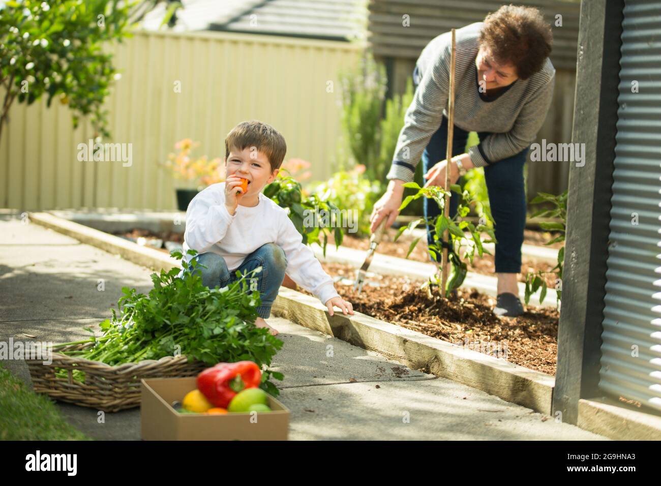 Young boy eating a pepper with his grandmother working in the garden. Stock Photo