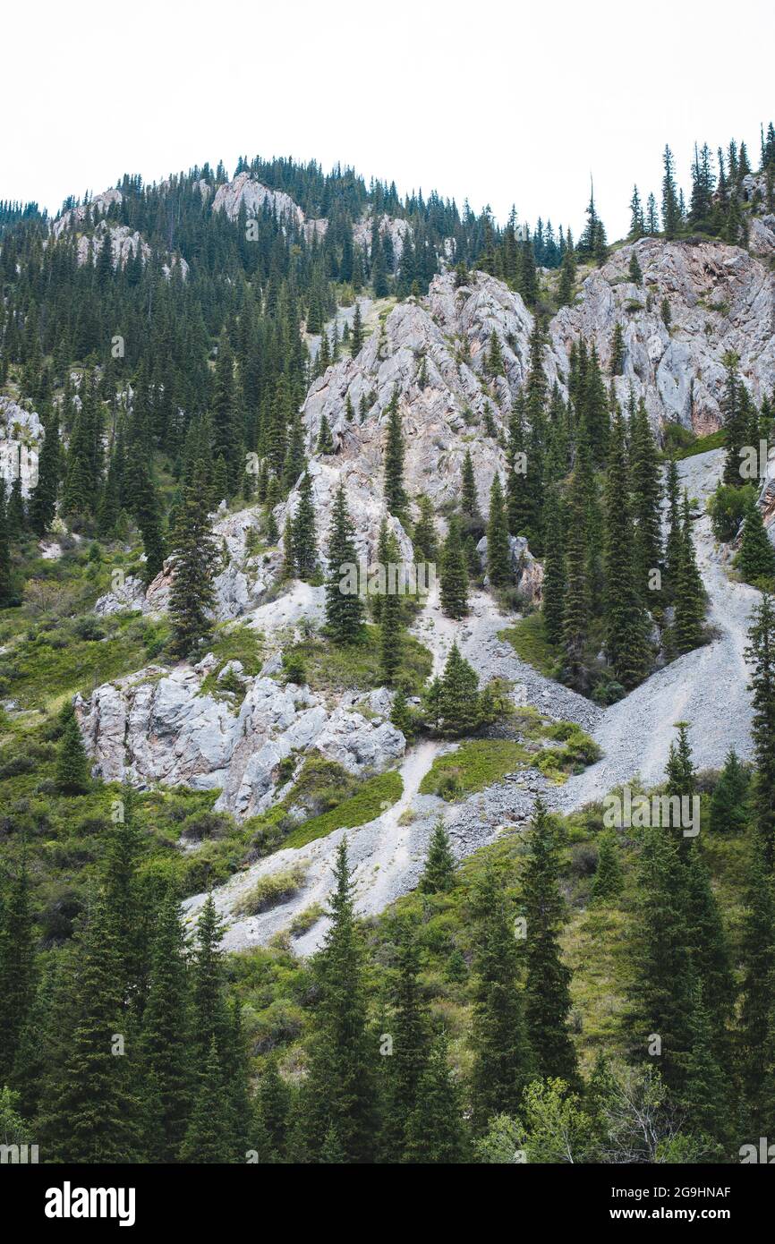 Rocky mountain forest with flowers hi-res stock photography and images ...