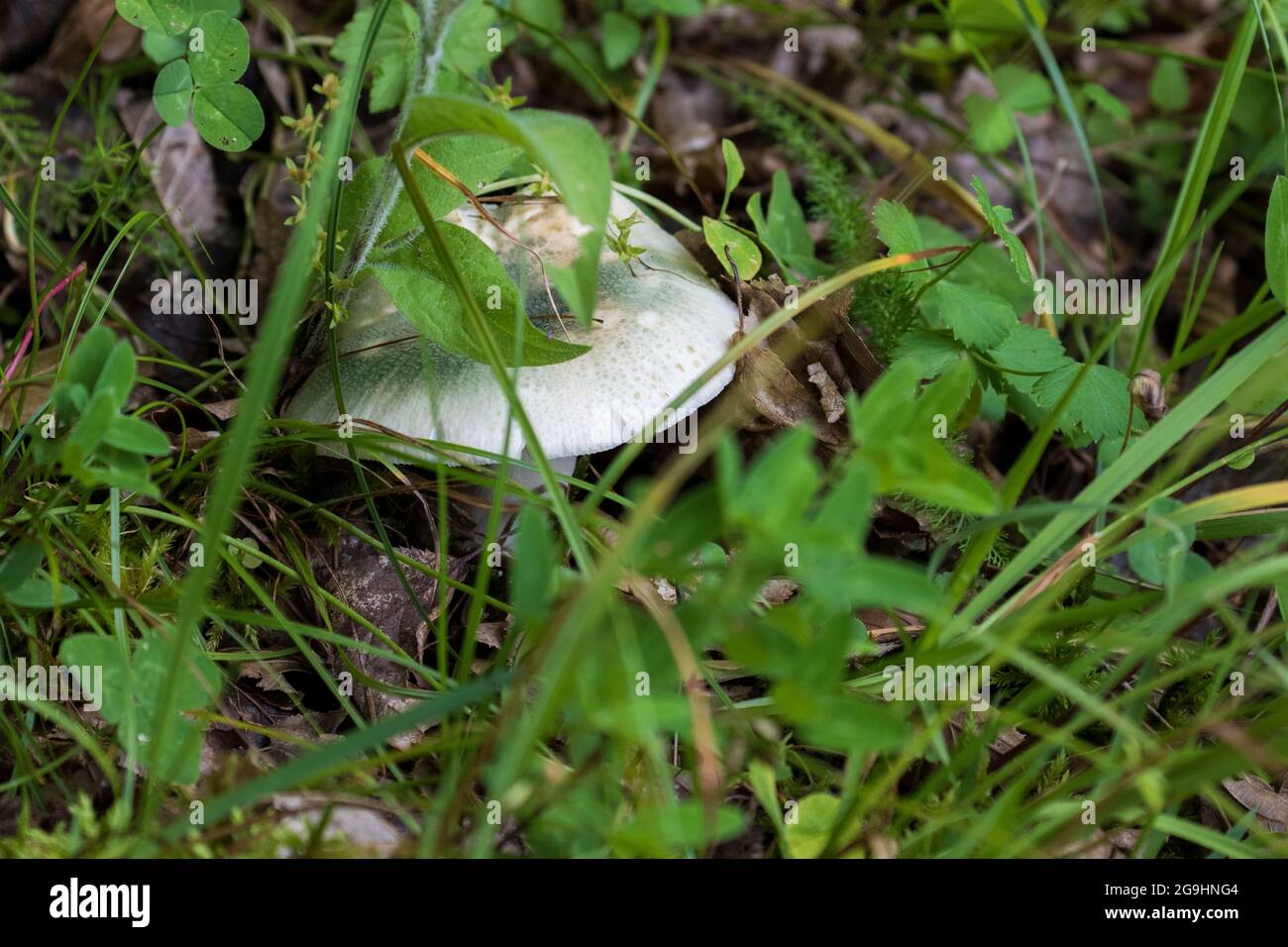 greencracking russula, the quilted green russula, or the green
