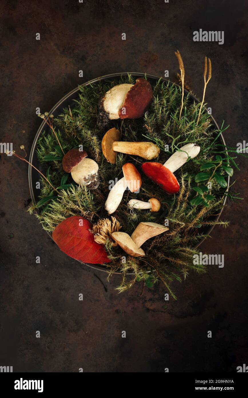 Fresh forest mushrooms on fresh moss on a round plate and dark background, autumn mood Stock Photo