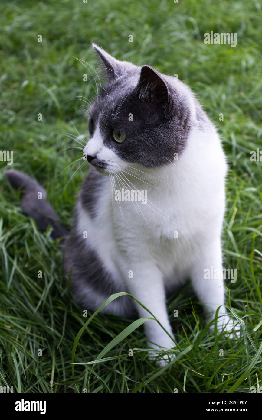 Curious cat sitting on the green grass. Cat on the lawn. Stock Photo