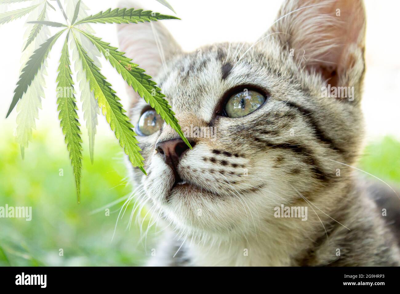 Cat and hemp. The cat is sniffing a cannabis leaf. The cat is eating