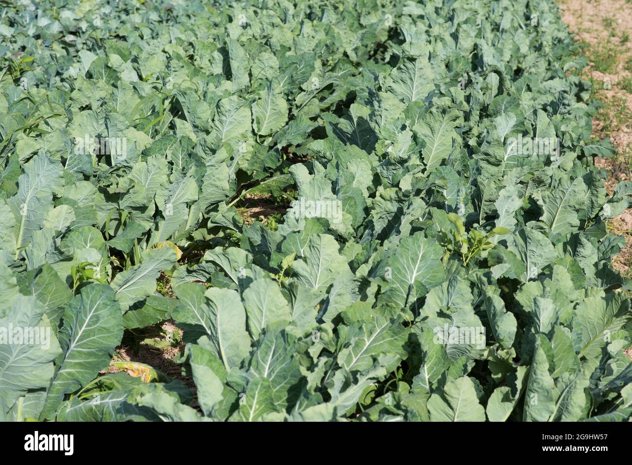 collard greens field in summer Stock Photo Alamy