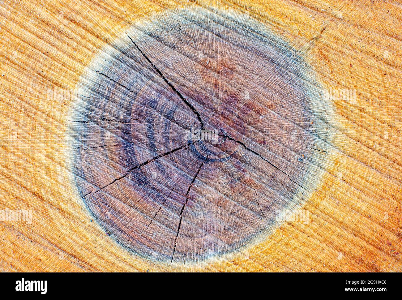 Texture of a plum tree stump with aged lines Stock Photo