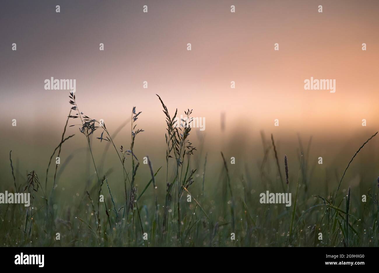 Wild grass growing in a meadow on early summer morning Stock Photo