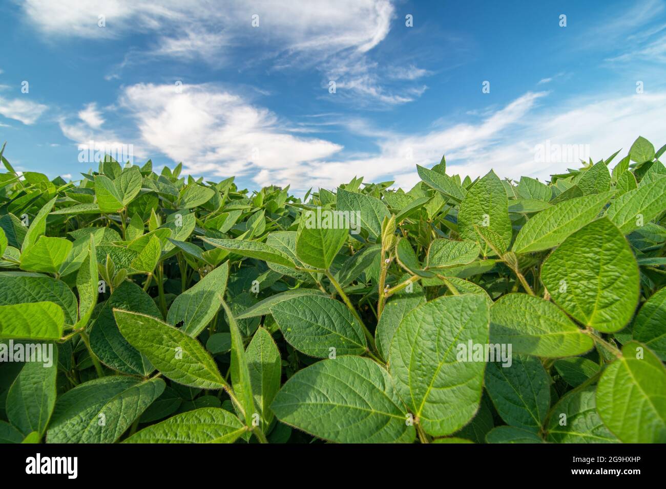 Close up of soy plants growing in a soy field during bright sunny day Stock Photo