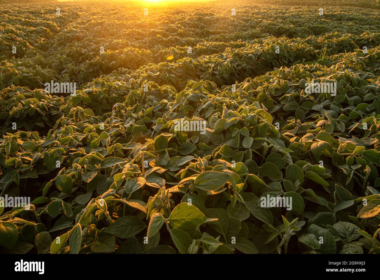 Soy plants growing in a soy field, lit by early morning sunlight Stock Photo
