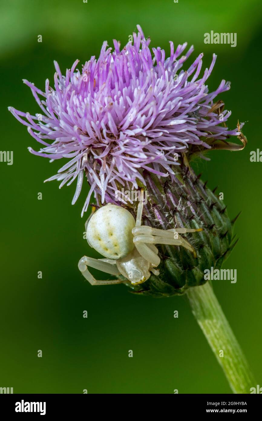 Goldenrod crab spider / flower spider (Misumena vatia) female on creeping thistle / field thistle (Cirsium arvense) in flower in meadow in summer Stock Photo