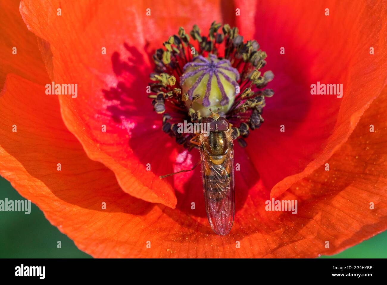 Marmalade hoverfly (Episyrphus balteatus) collecting pollen and nectar from common poppy / red field poppy / Flanders poppy (Papaver rhoeas) in summer Stock Photo