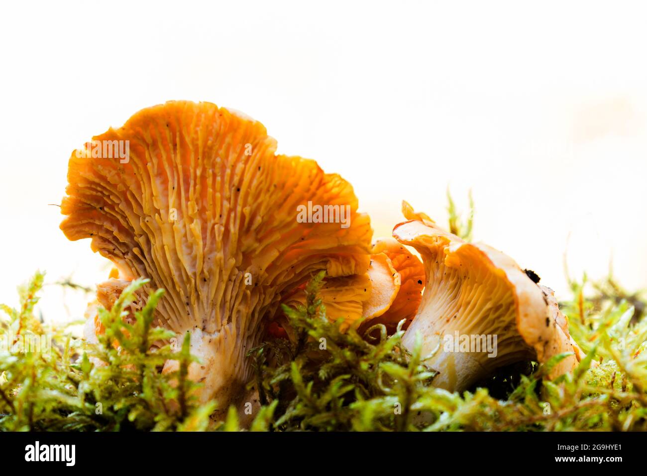 golden chanterelle mushroom (Cantharellus cibarius Stock Photo Alamy