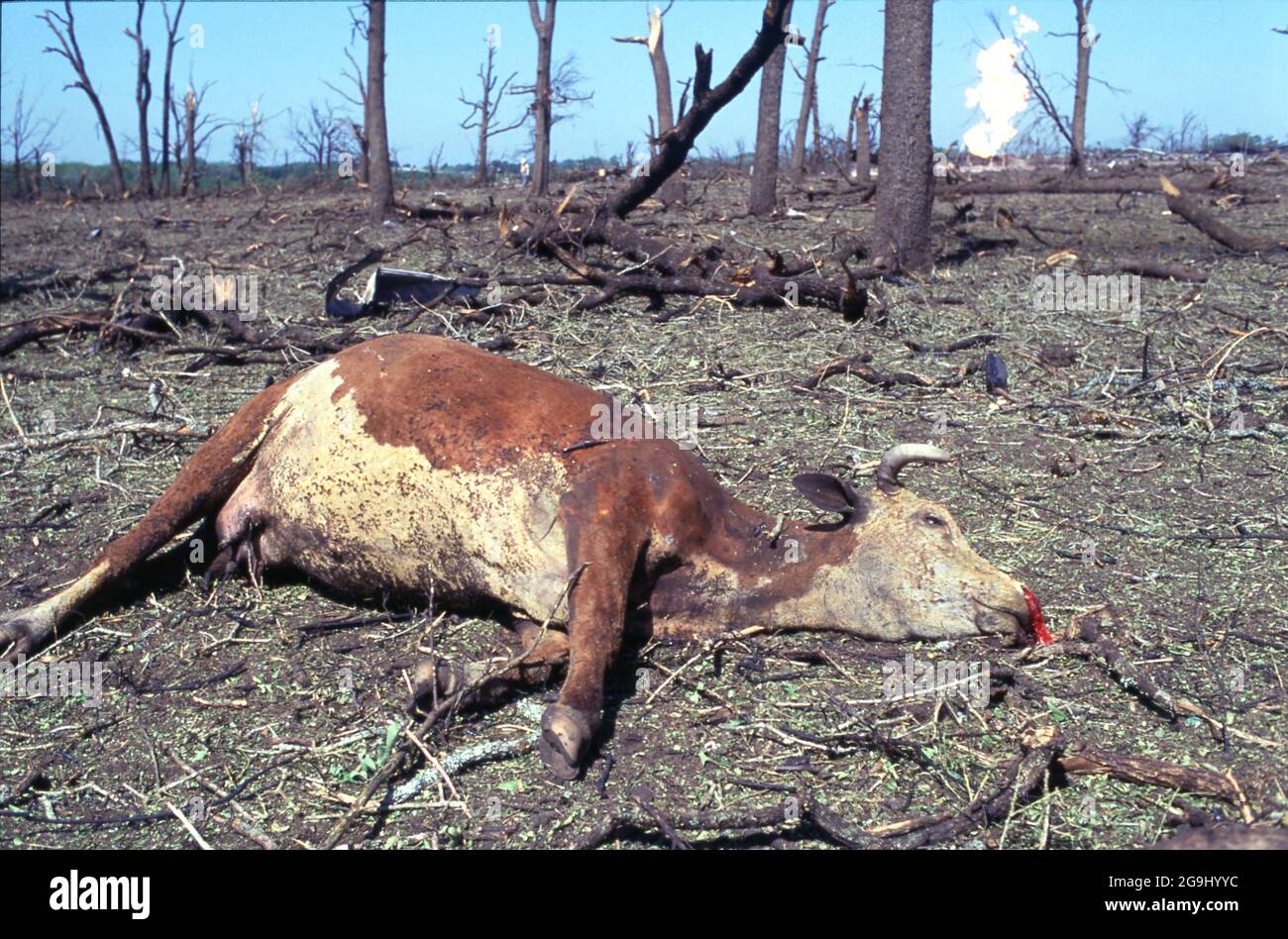 Brenham Texas USA, April 71992 A dead cow lies amid rubble after a