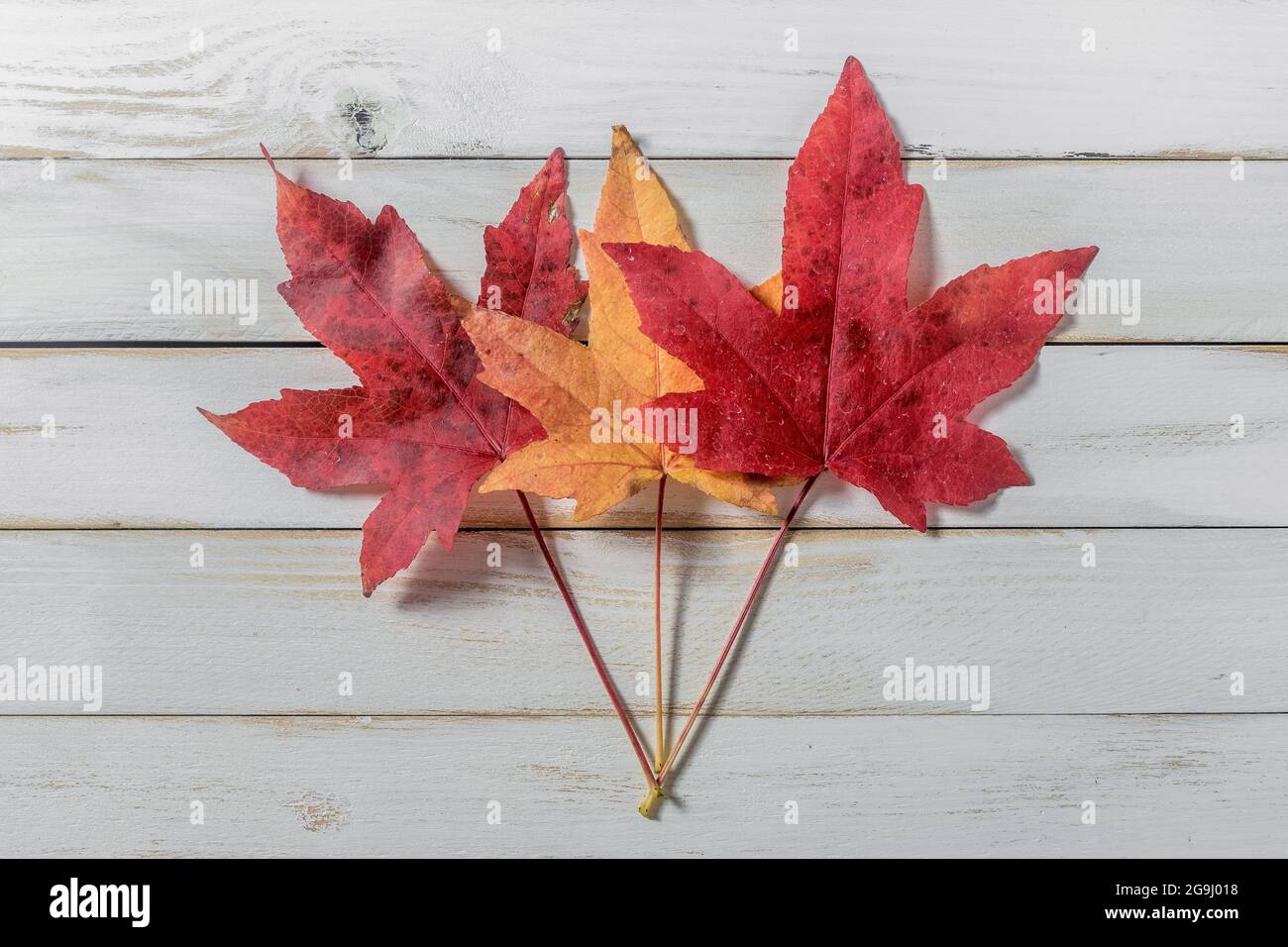 Autumn maple leaves on a white wooden background with graduated colors from red to yellow arranged in line Stock Photo