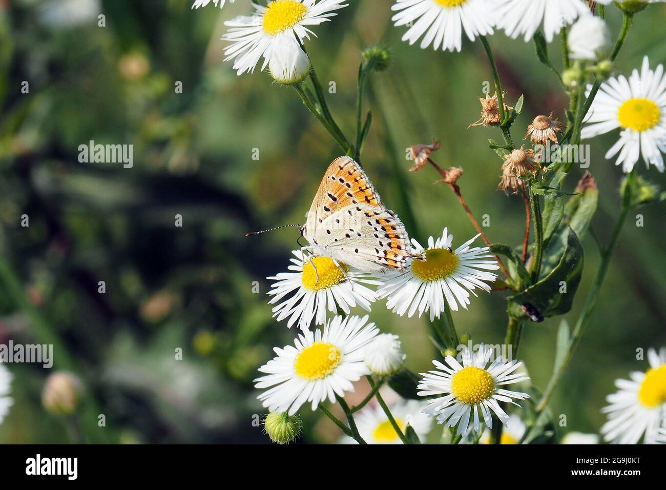 lesser fiery copper, Lycaena thersamon, kis tűzlepke, Budapest, Hungary, Magyarország, Europe Stock Photo