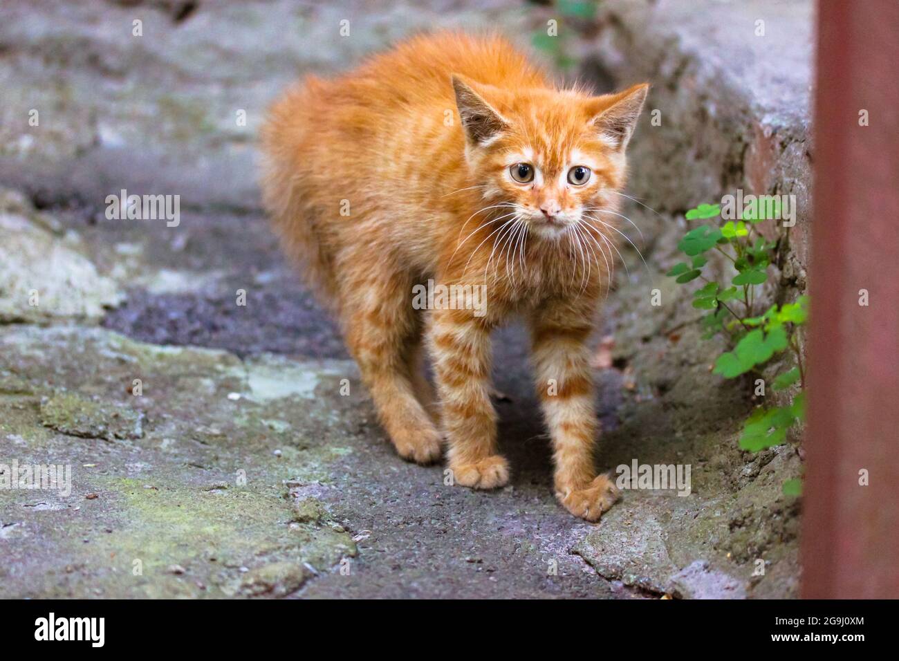 A frightened stray ginger kitten on a street. A little fluffy redheaded kitten arches its back, fur stand on end. A cat is annoyed, an enraged animal. Stock Photo