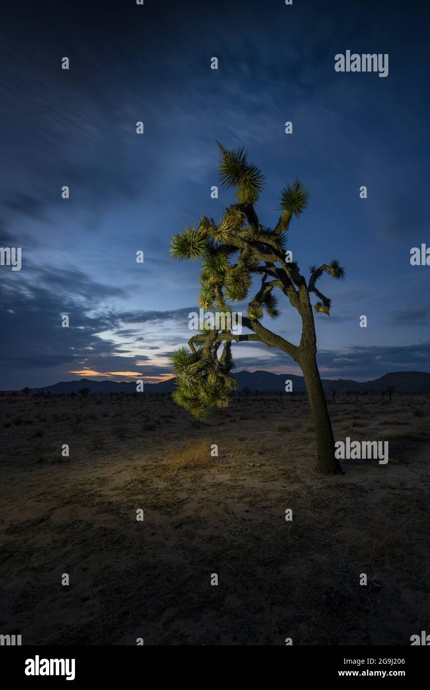 Joshua Tree National Park is an American national park in southeastern California, east of Los Angeles and near Palm Springs. Stock Photo