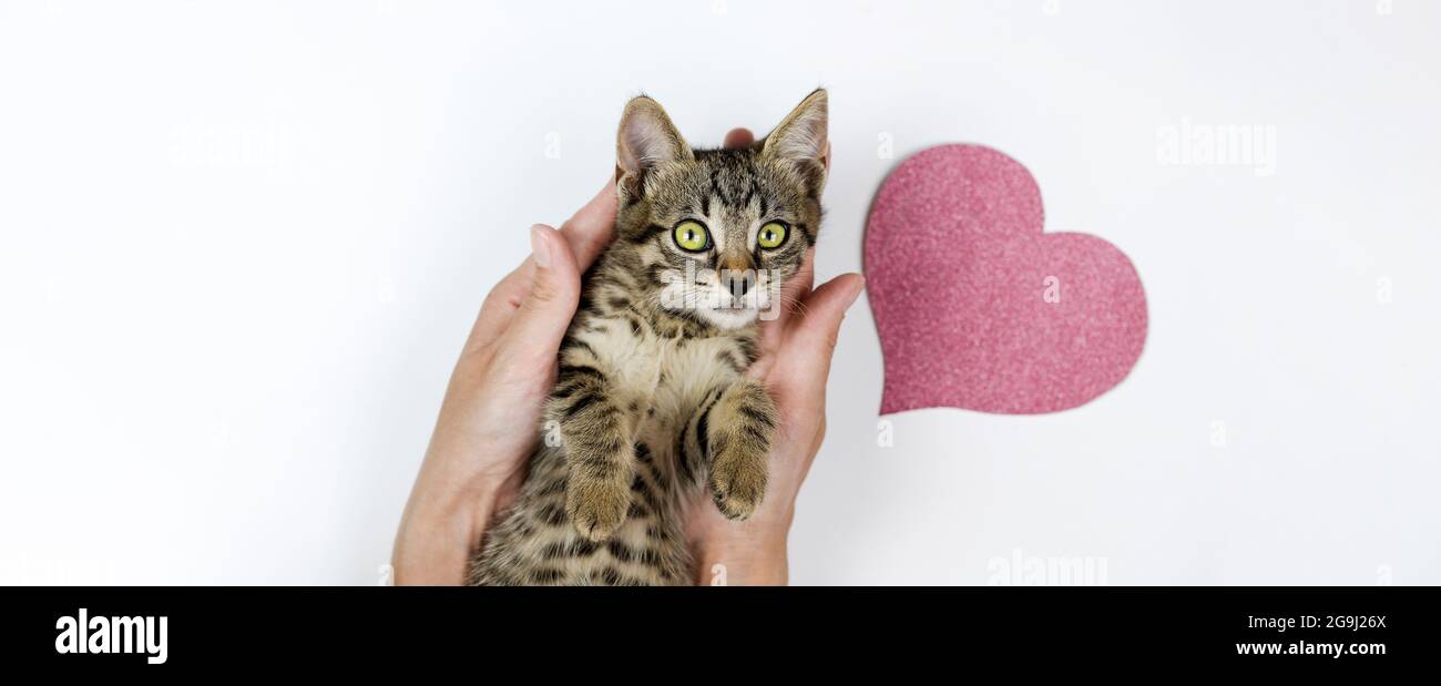 Cute domestic cat in woman hands with paper pink heart in background Stock Photo