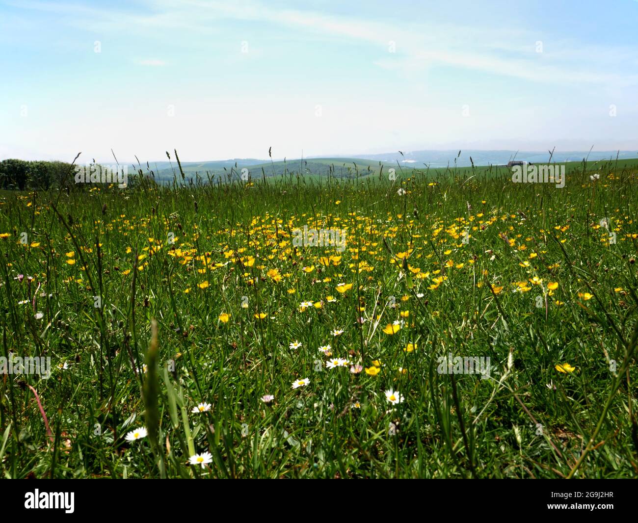 A wildflower meadow beside the South Downs Way at Firle near Lewes, Sussex. Stock Photo