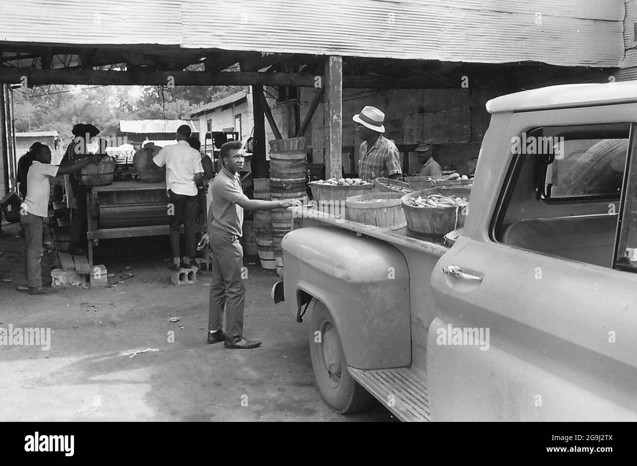 Southwest alabama farmers cooperative association hires stock