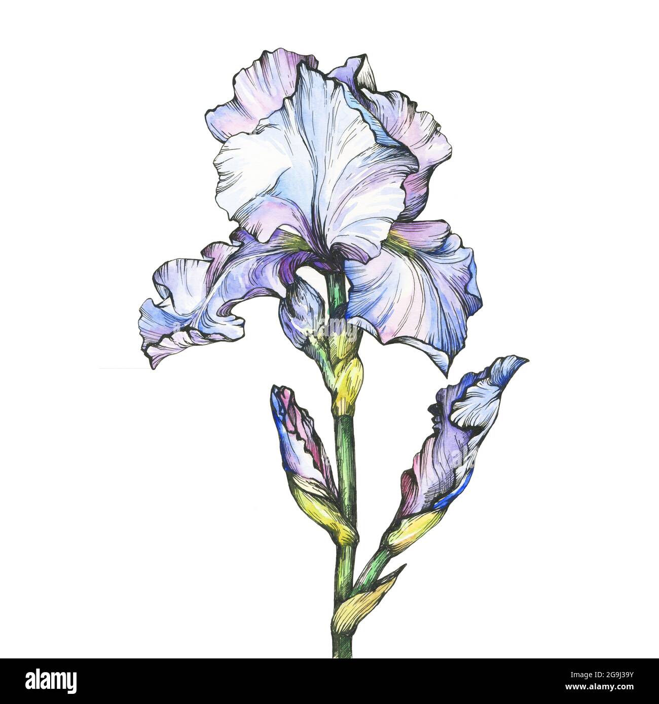 Page 18   Iris Painting High Resolution Stock Photography and ...