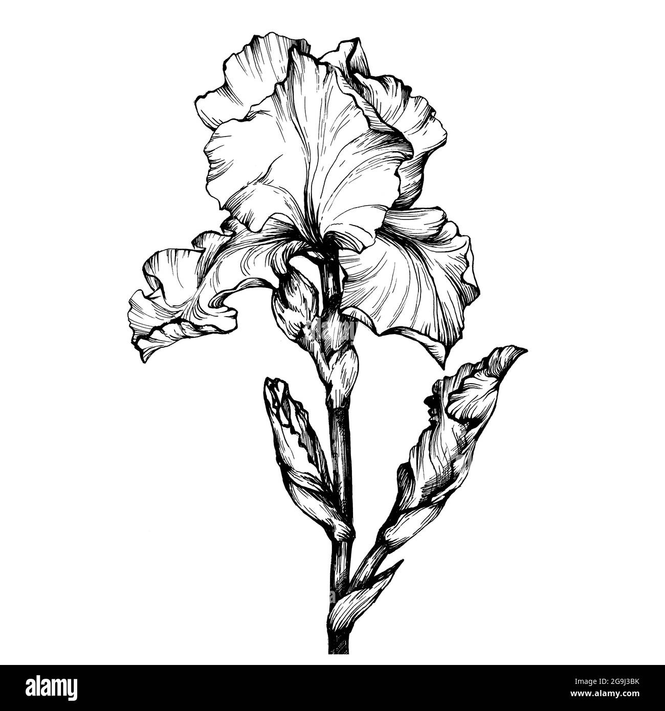 Graphic the branch flower Iris. Coloring book page doodle for adult and children. Black and white outline illustration. Decorative ornamental flowers Stock Photo