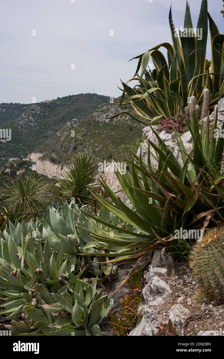 Eze, France - June 17, 2021 - Jardin d'Éze known for its impressive collection of cactus and succulents in the sunny spring afternoon Stock Photo