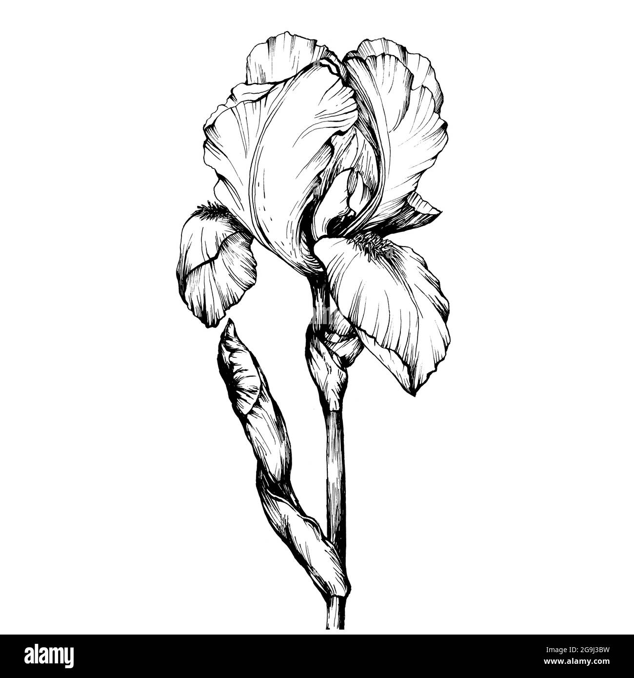 Graphic the branch flower Iris. Coloring book page doodle for adult and children. Black and white outline illustration. Decorative ornamental flowers Stock Photo