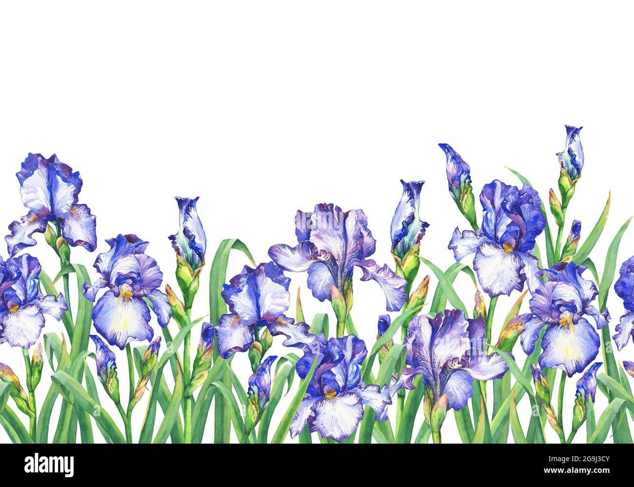 Floral seamless border with flowering violet irises, on white ...