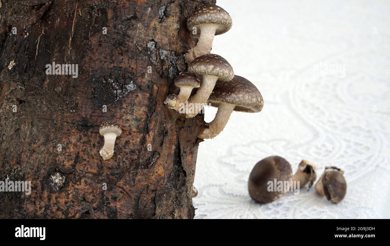 An example of shiitake mushroom growing. A closeup view of the wood