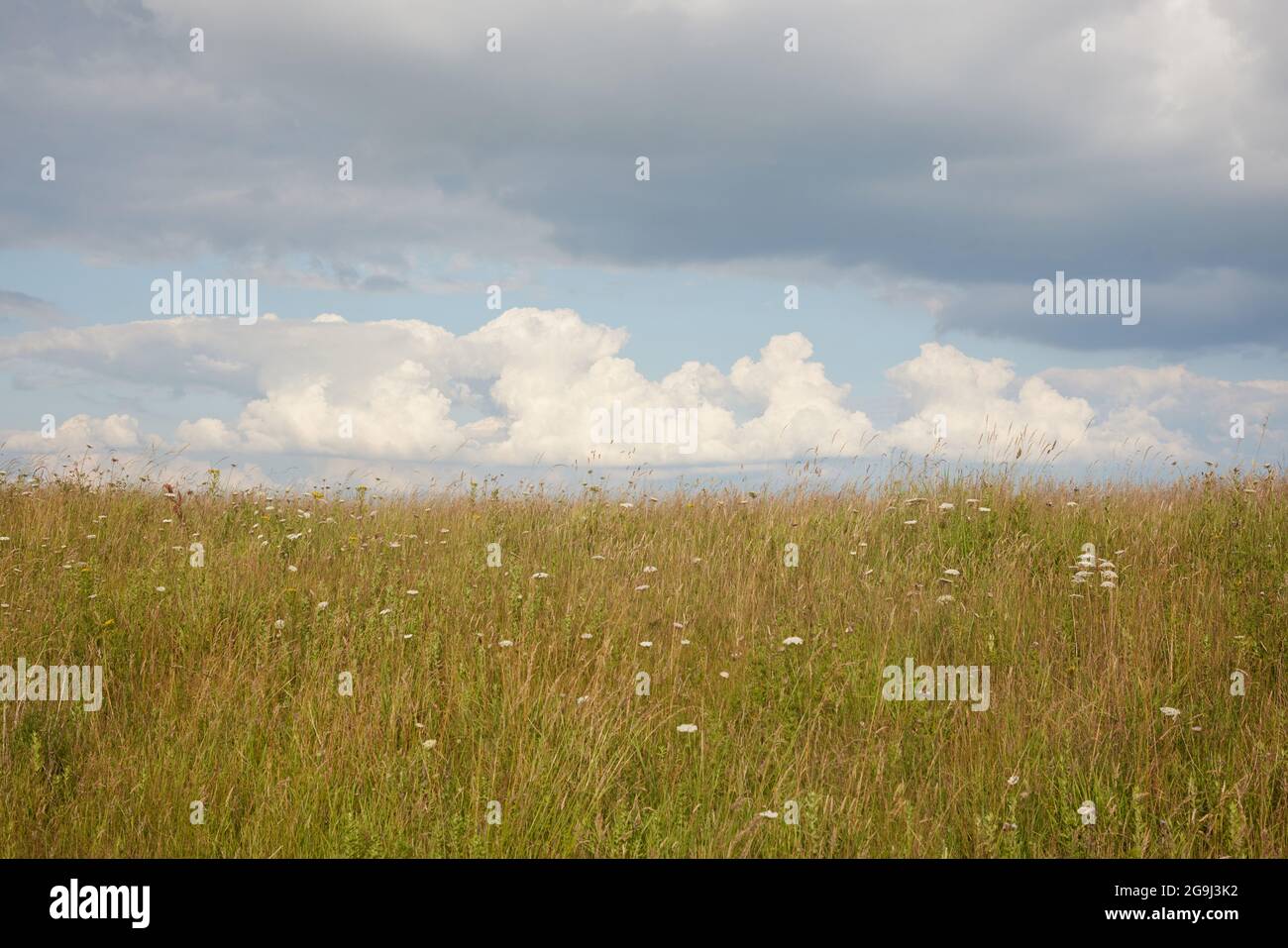 Large cloud formations seen in the sky over wildlife meadow land and