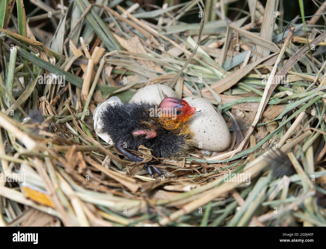 Eurasian Coot nest with eggs, Fulica atra, Brent Reservoir, London, United Kingdom Stock Photo