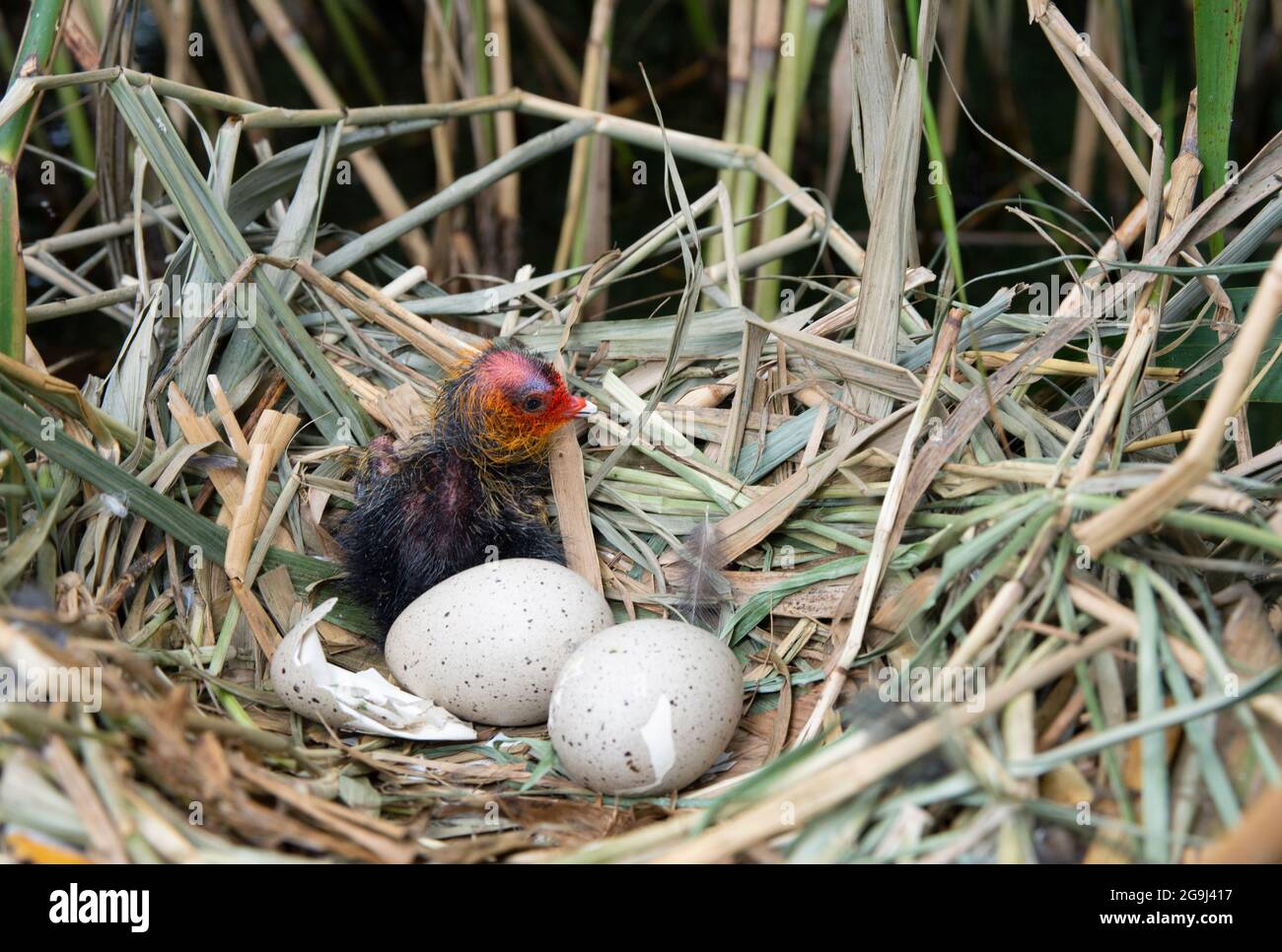 Eurasian Coot nest with eggs and precocial chick, Fulica atra, Brent Reservoir, London, United Kingdom Stock Photo