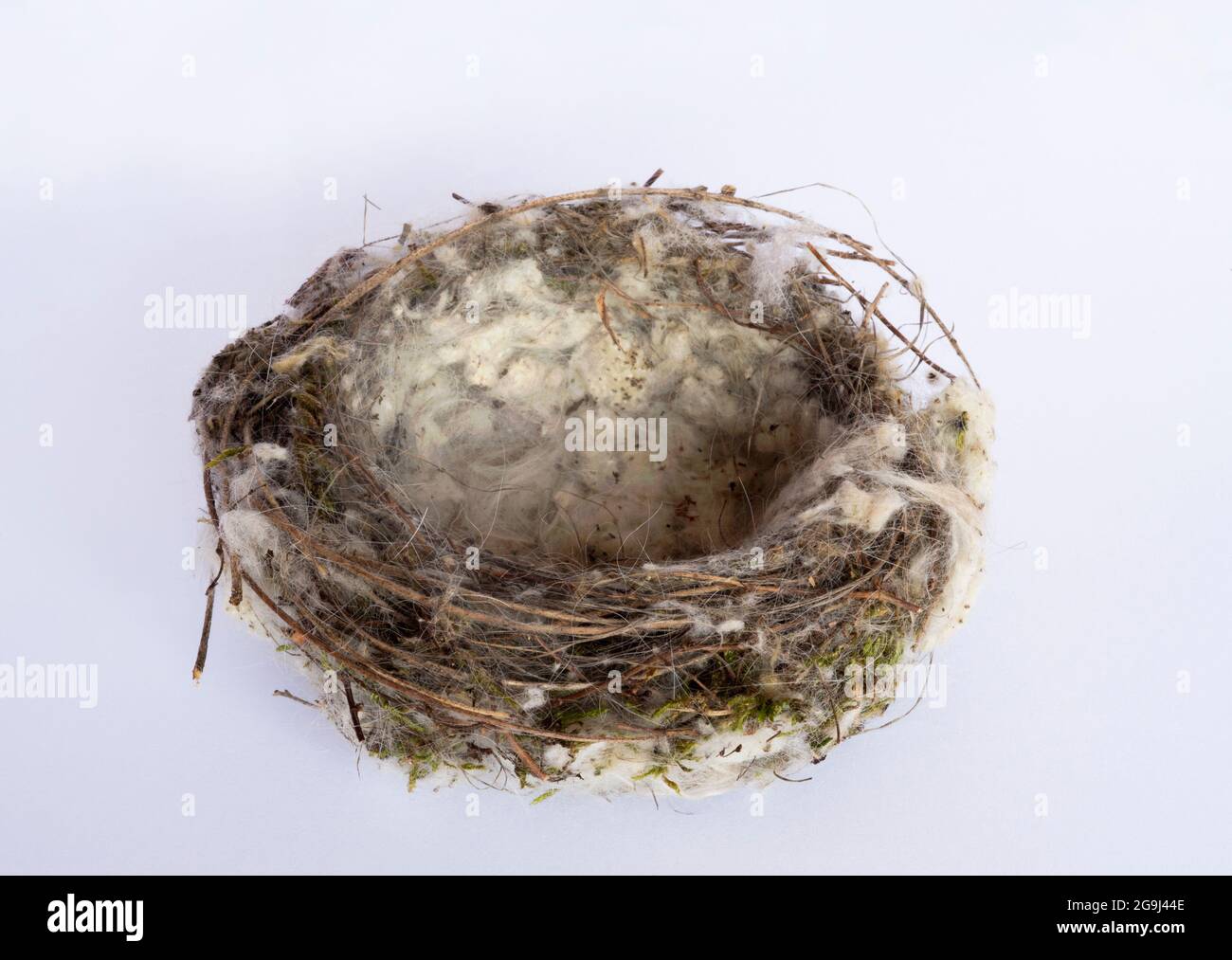 Goldfinch nest cheap