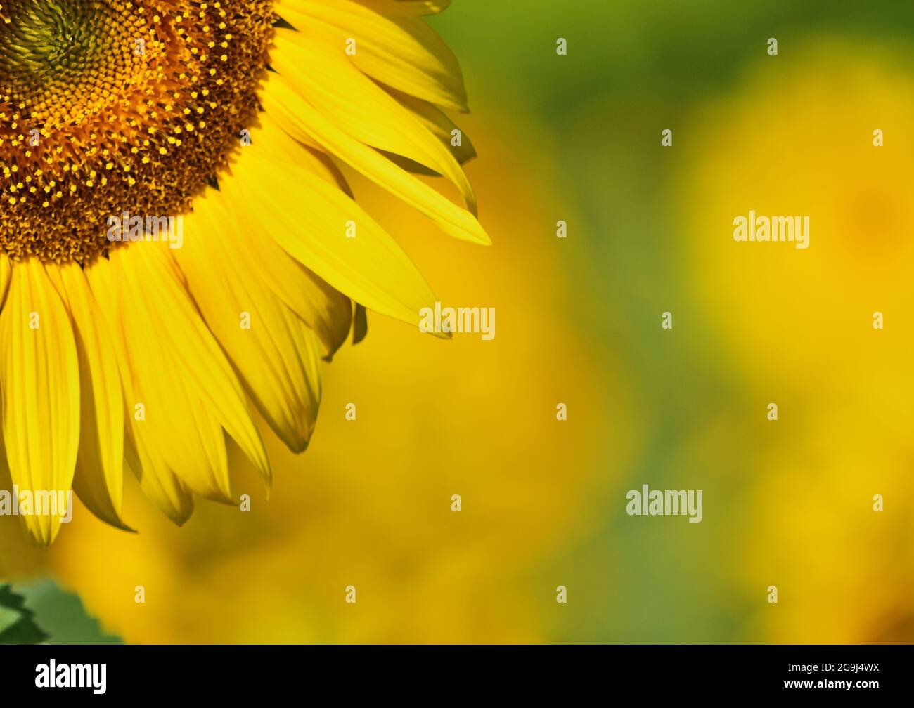 Sunflower petals close up, summer background Stock Photo - Alamy
