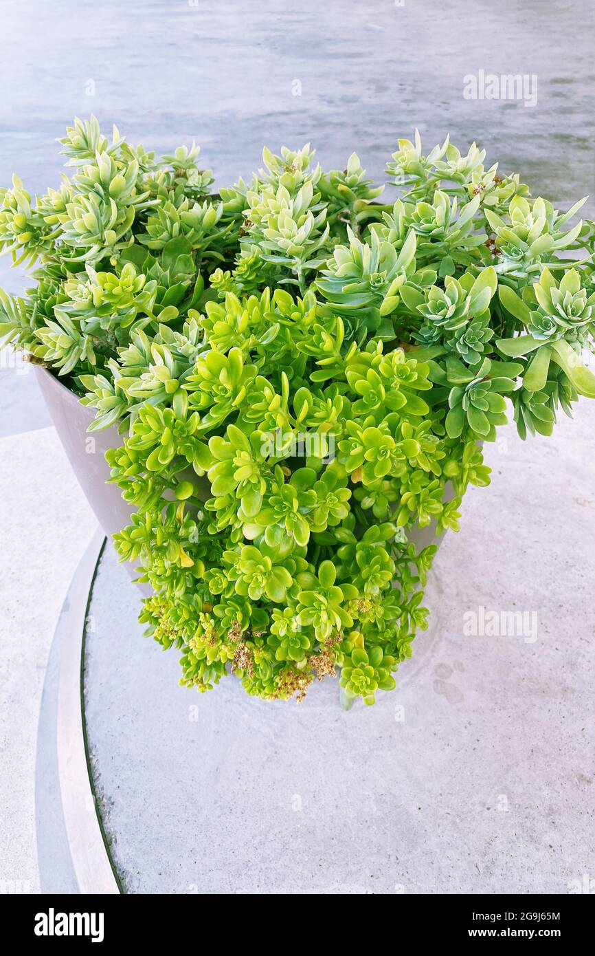 Pot stand hires stock photography and images Alamy