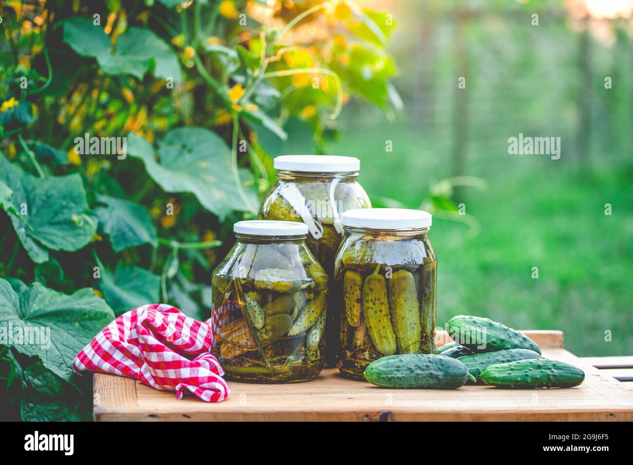 pickled cucumbers for winter organic food Stock Photo Alamy