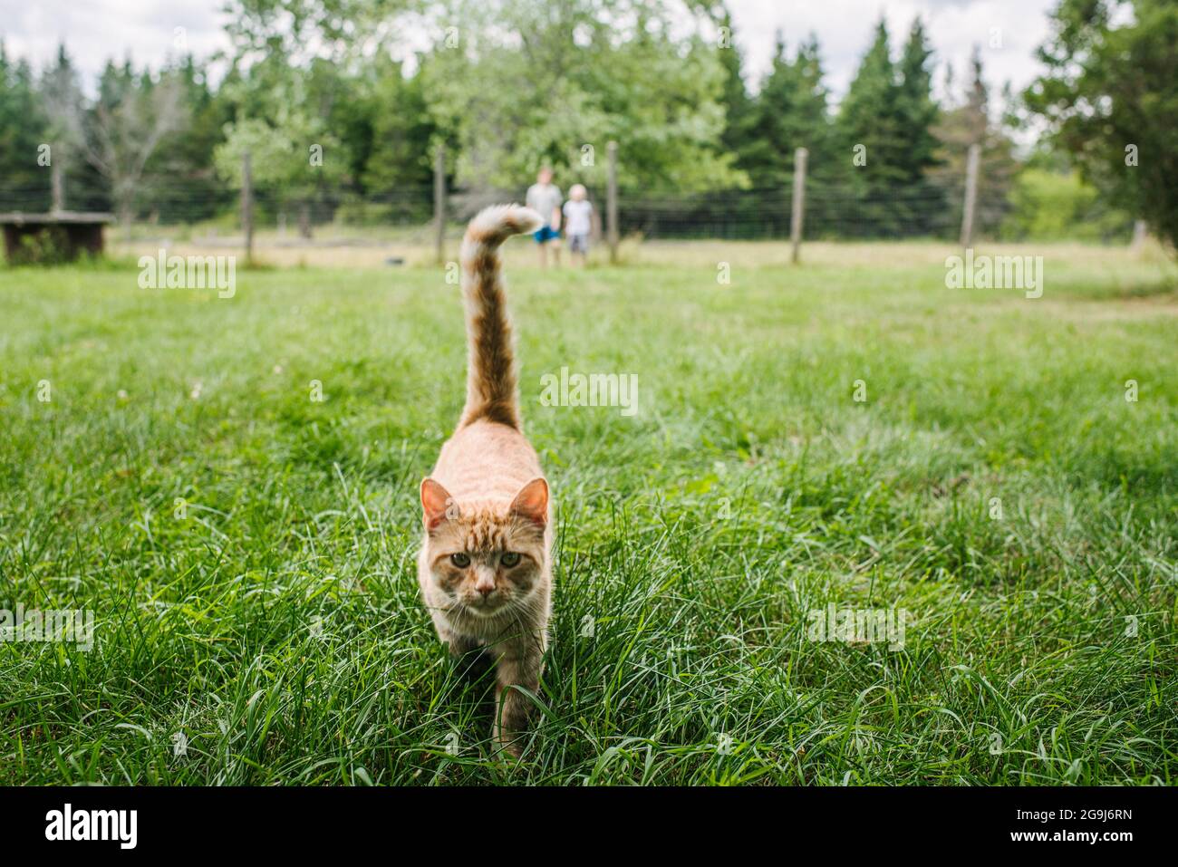 Canada, Ontario, Kingston, Ginger cat walking on grass Stock Photo