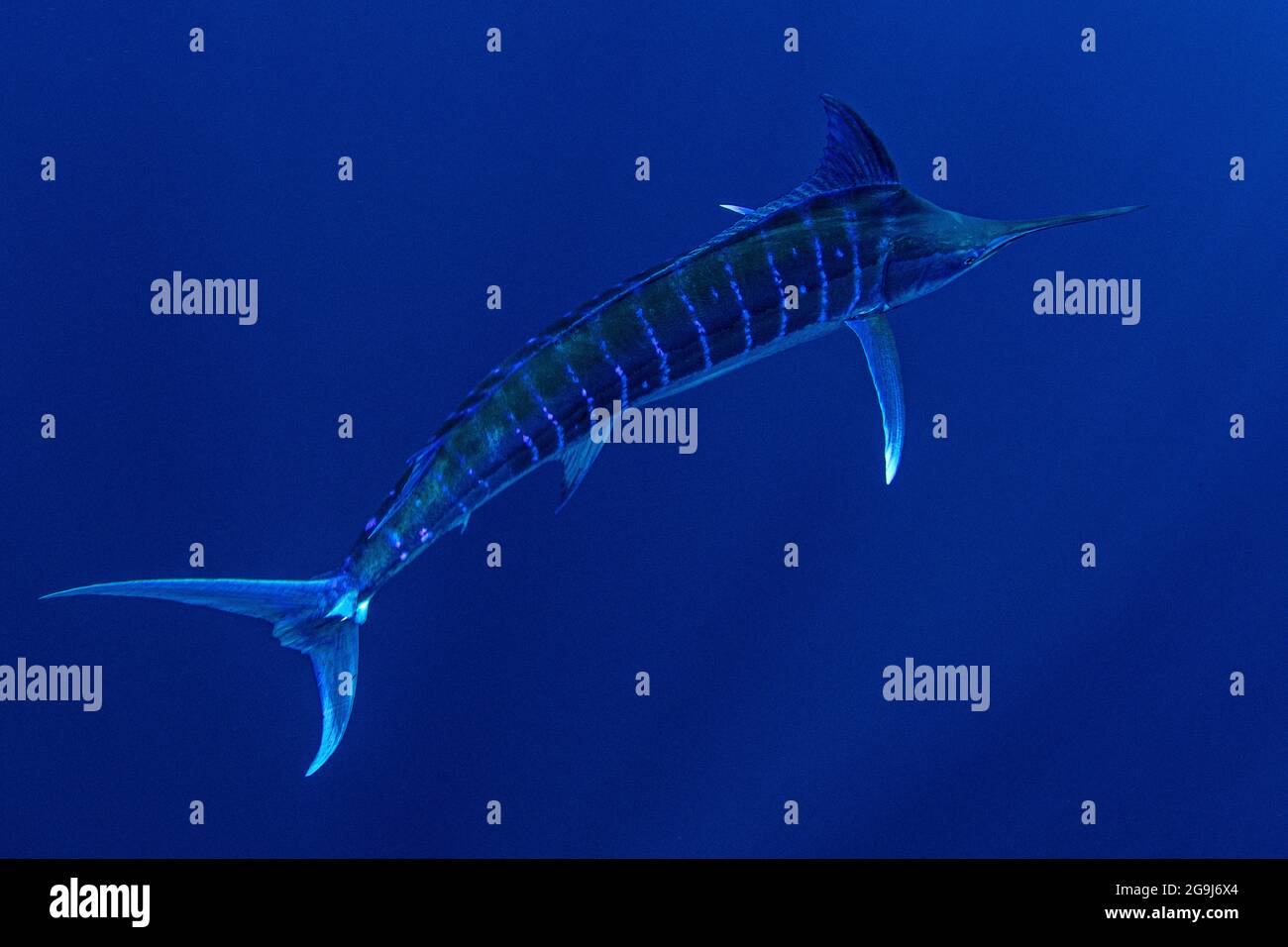 Bahamas, Blue marlin swimming near Cat Island Stock Photo - Alamy