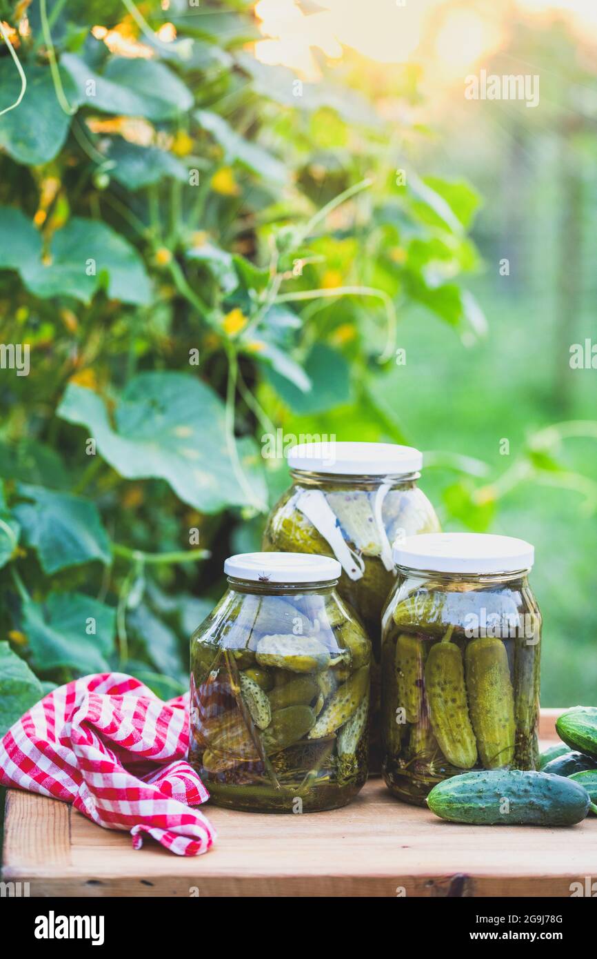 pickled cucumbers for winter organic food Stock Photo Alamy