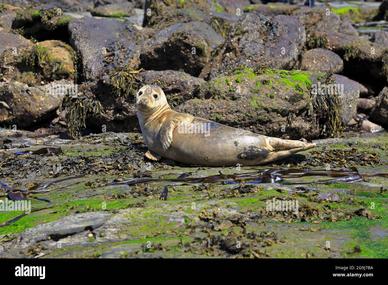 Common seal, Phoca vitulina resting at low tide off Ravenscar headland, North Yorkshire, North York Moors National Park, England, UK. Stock Photo