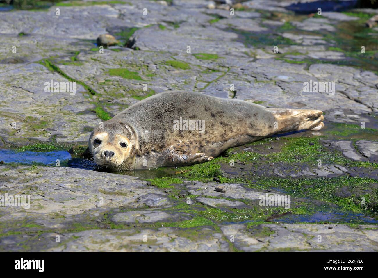 Common seal, Phoca vitulina resting at low tide off Ravenscar headland, North Yorkshire, North York Moors National Park, England, UK. Stock Photo