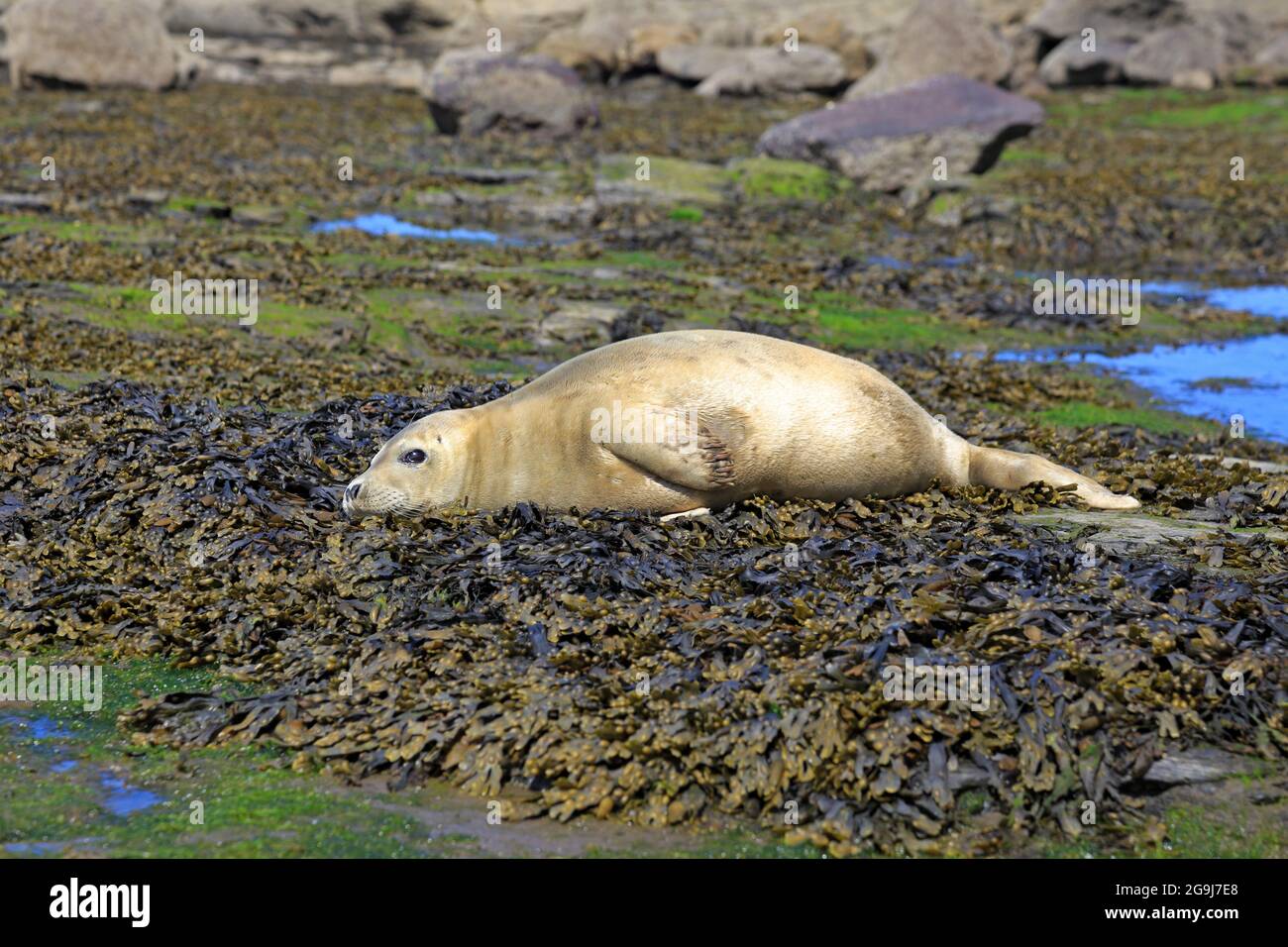 Common seal, Phoca vitulina resting at low tide off Ravenscar headland, North Yorkshire, North York Moors National Park, England, UK. Stock Photo