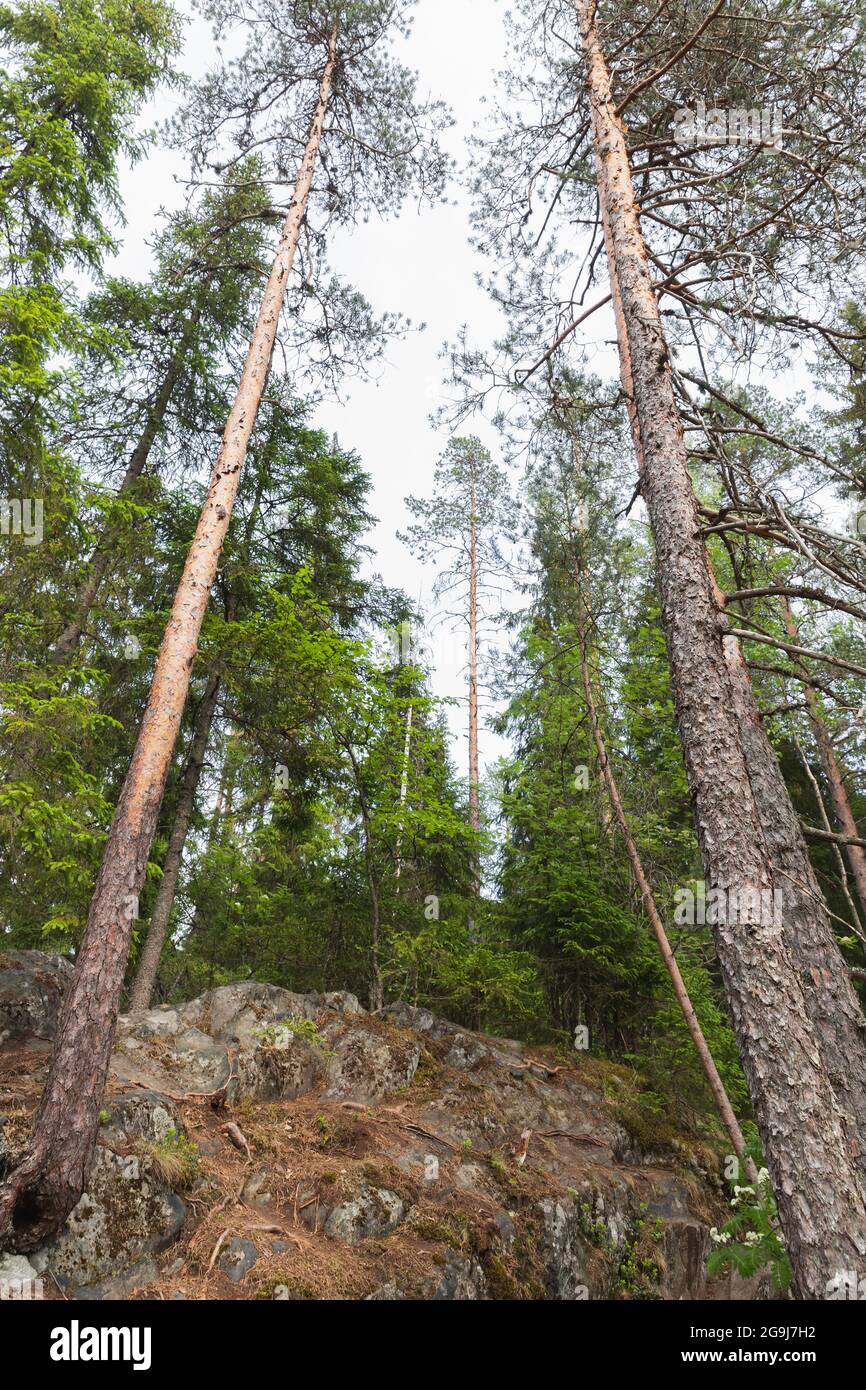 Tall pine trees grow in Kerelian forest, vertical photo Stock Photo