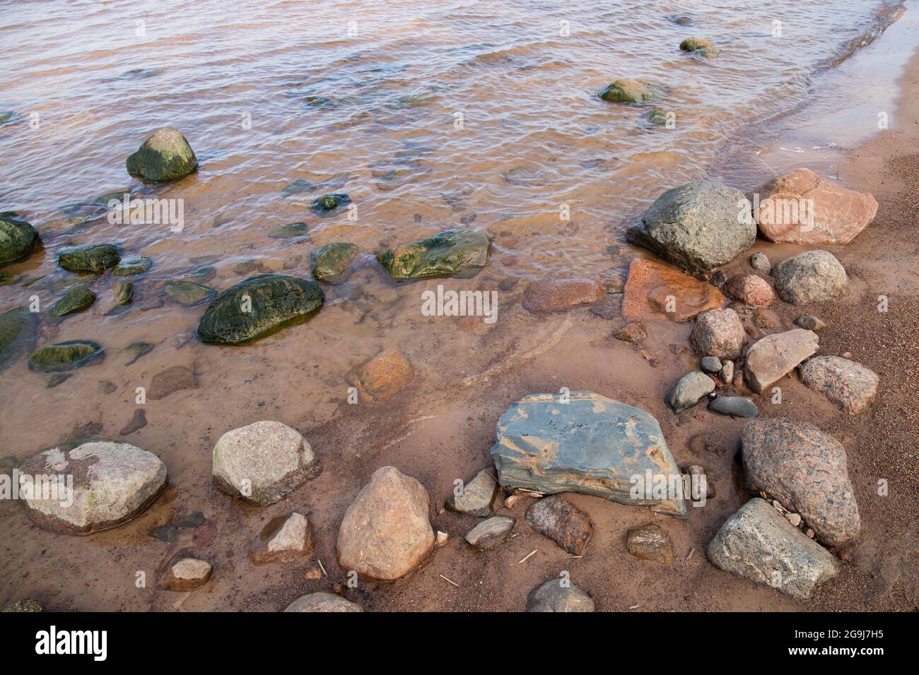 Wet stones with alga lay in coastal water of the Gulf of Finland, Russia Stock Photo