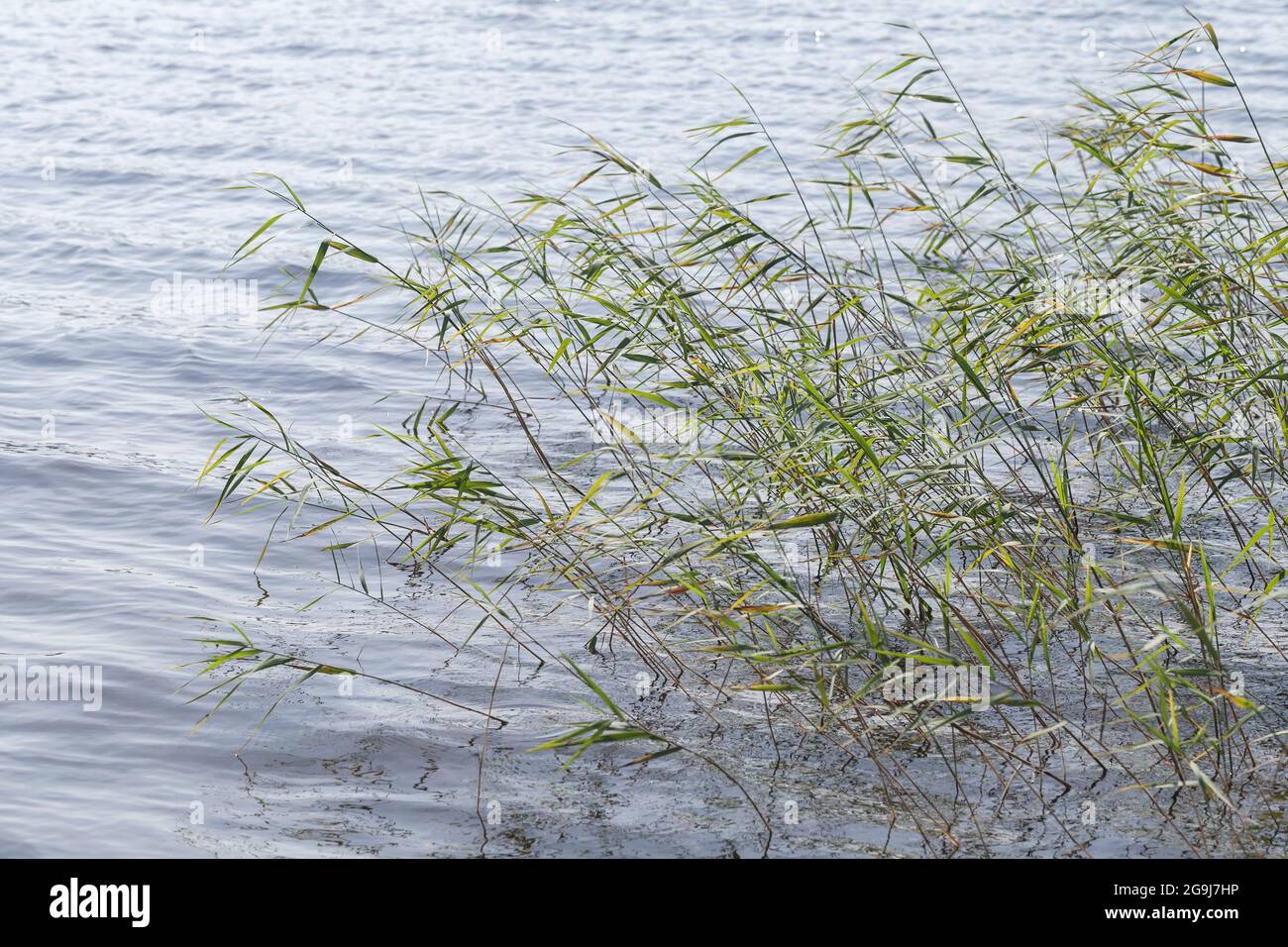 Coastal reed waving on hi-res stock photography and images - Alamy