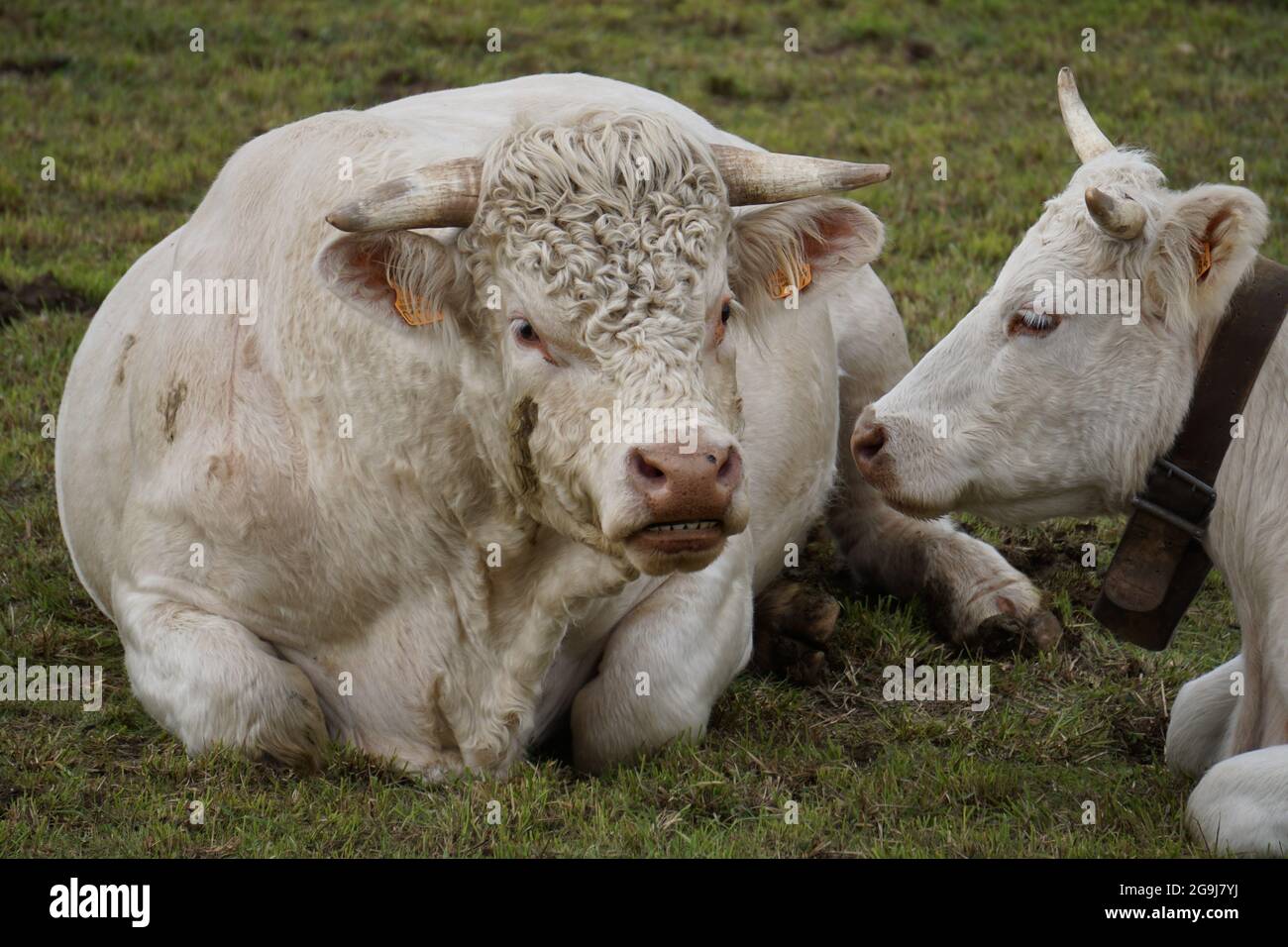 closeup of a curly hair face white cow and mate with cow bell on pasture Stock Photo